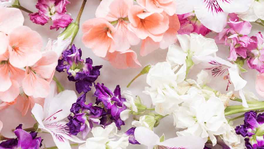 Same Day Flower Delivery